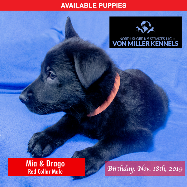 Von-Miller-Kennels_Puppies-German-Shepherds-11-18-2019-litter-Red-Male-6